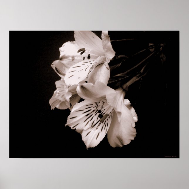 Sepia Alstroemeria Lily Poster (Framsidan)