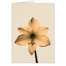sepia amaryllis hälsningskort