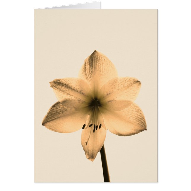 sepia amaryllis hälsningskort (Framsidan)