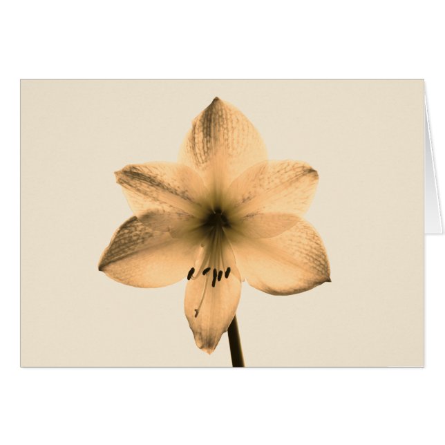 sepia amaryllis hälsningskort (Framsidan Horizontal)