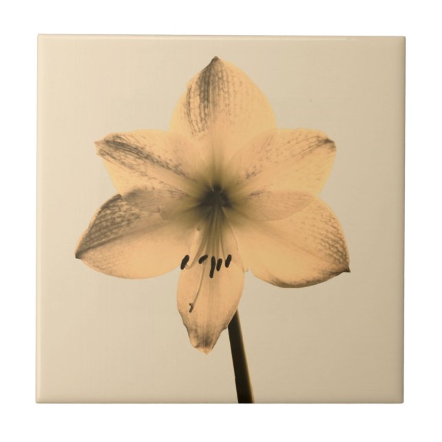 sepia amaryllis kakelplatta (Framsidan)