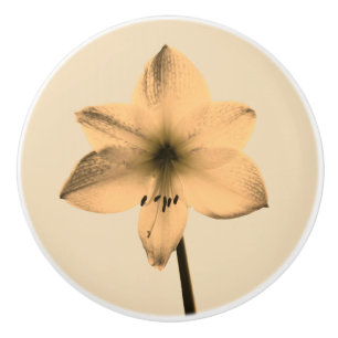 Sepia amaryllis knopp