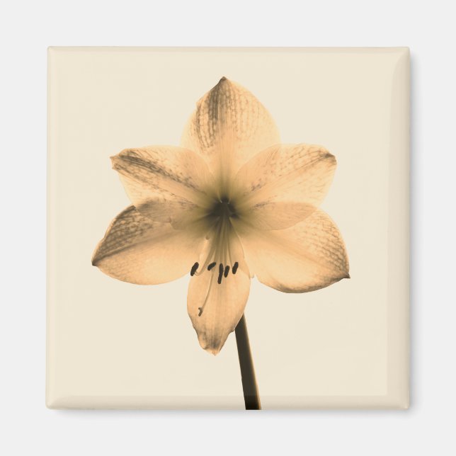 sepia amaryllis magnet (Framsidan)