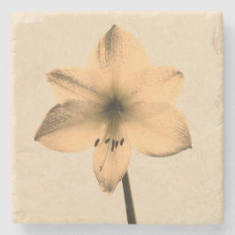 sepia amaryllis underlägg sten