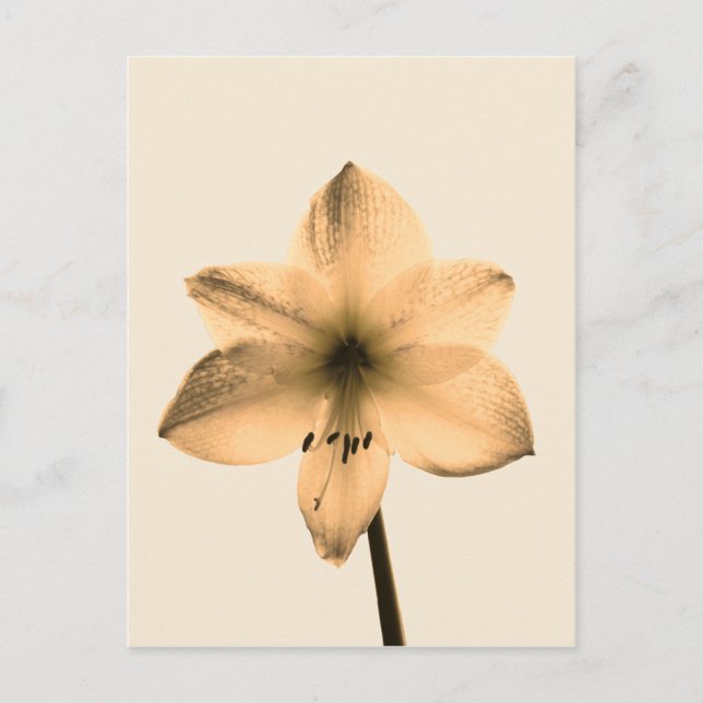 sepia amaryllis vykort (Framsida)