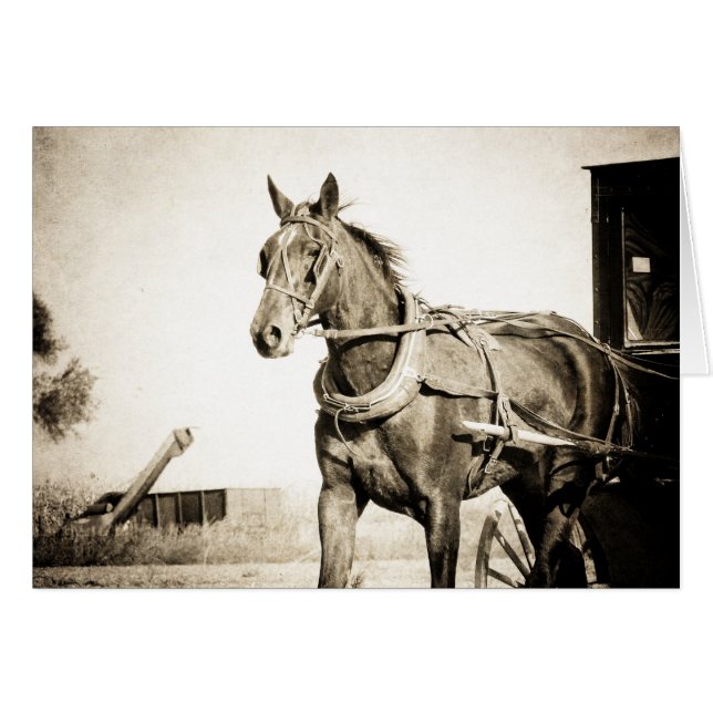 Sepia Amish Horse and Buggy Hälsningskort (Framsidan Horizontal)