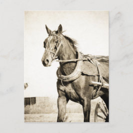 Sepia Amish Horse and Buggy Vykort