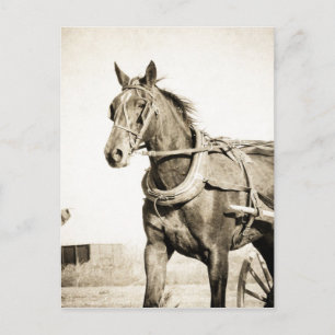 Sepia Amish Horse and Buggy Vykort