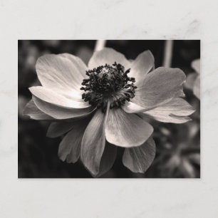 Sepia Anemone Floral Photographic Postcard Vykort