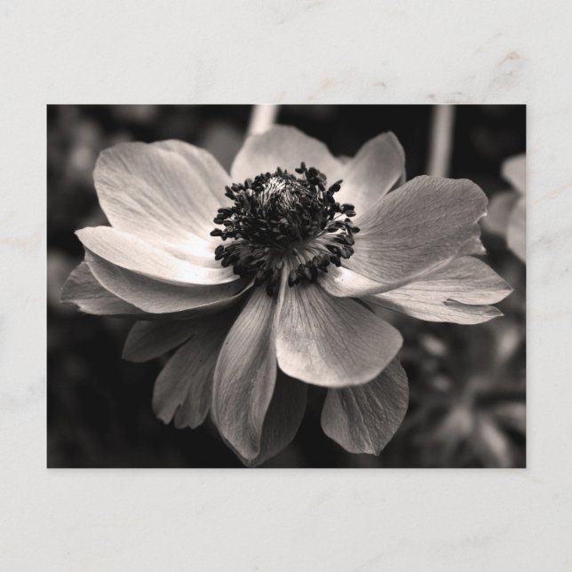 Sepia Anemone Floral Photographic Postcard Vykort (Framsida)