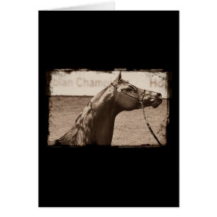 Sepia Arabian Stallion Hälsningskort