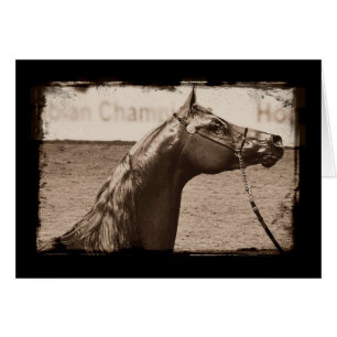 Sepia Arabian Stallion Hälsningskort