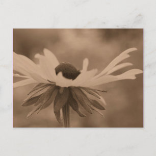 Sepia Black Eyed Susan Flower Photo Postcard Vykort