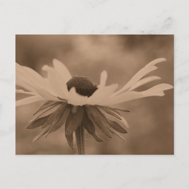 Sepia Black Eyed Susan Flower Photo Postcard Vykort (Framsida)