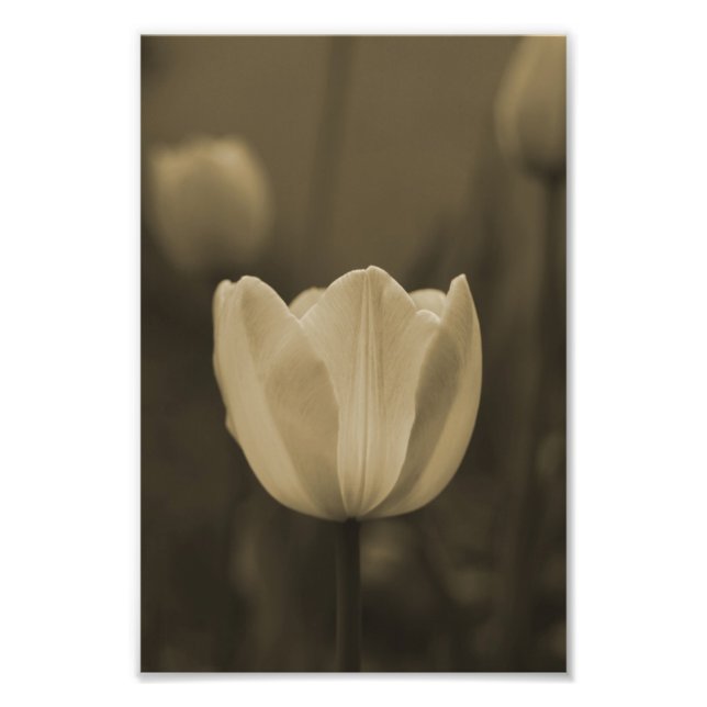 Sepia-blomsterfotografi för enkeltrådig utskrift fototryck (Framsidan)