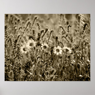 Sepia Botany Poster