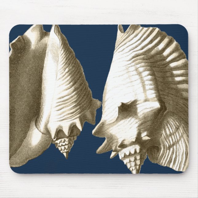 Sepia Conch Seashells Musmatta (Framsidan)