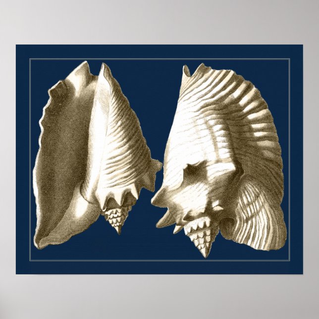 Sepia Conch Seashells Poster (Framsidan)