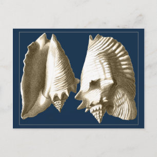 Sepia Conch Seashells Vykort