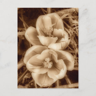 Sepia crocuses vykort