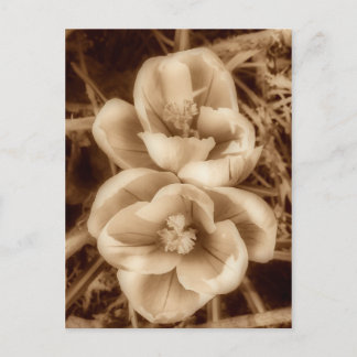 Sepia crocuses vykort