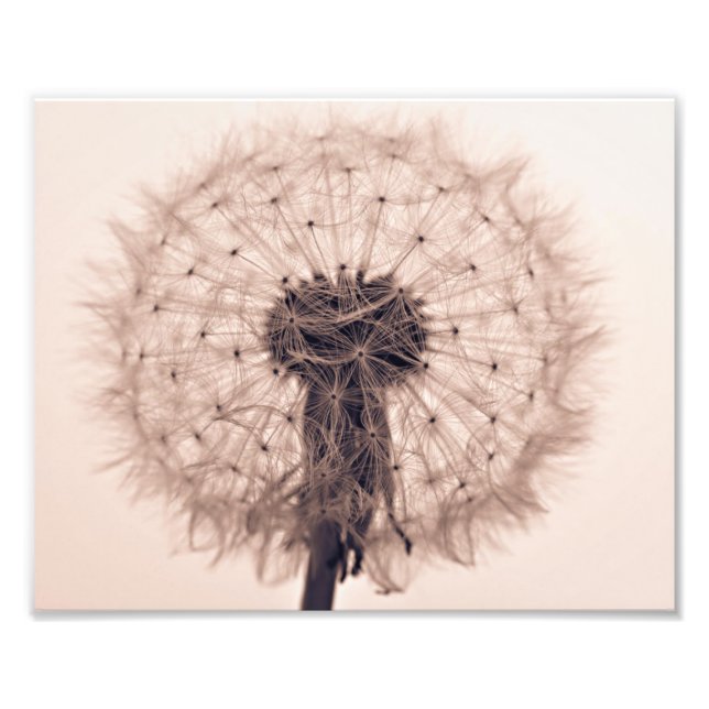 Sepia Dandelion Blow Boll Plant Fototryck (Framsidan)