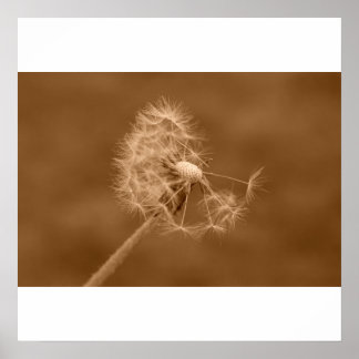 Sepia Dandelion Poster/skriver ut Poster