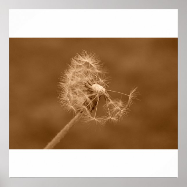 Sepia Dandelion Poster/skriver ut Poster (Framsidan)