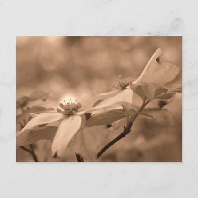 Sepia Dogwood Blommars Blomsterfotografi Postcard Vykort (Framsida)