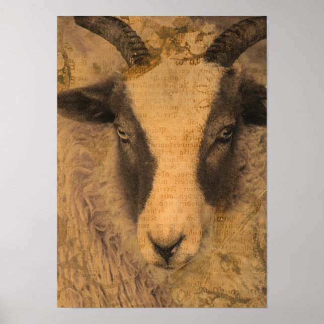 Sepia Ewe Poster (Framsidan)