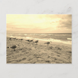 Sepia Fiskmås vykort