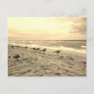 Sepia Fiskmås vykort