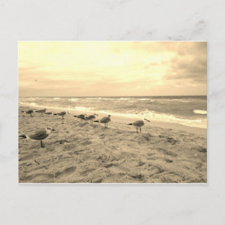 Sepia Fiskmås vykort