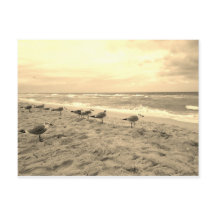 Sepia Fiskmås vykort