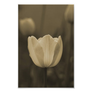 Sepia för tryck för singeltulpanblomsterfotograf