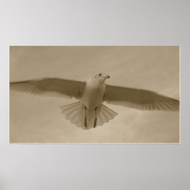 Sepia Gull Poster (Framsidan)