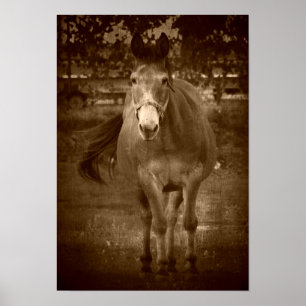 Sepia Hej Där Poster