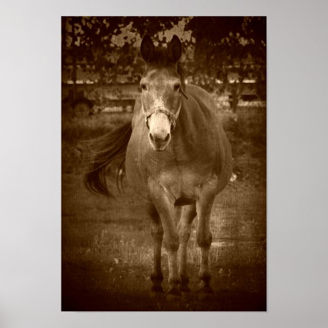 Sepia Hej där Poster (Framsidan)