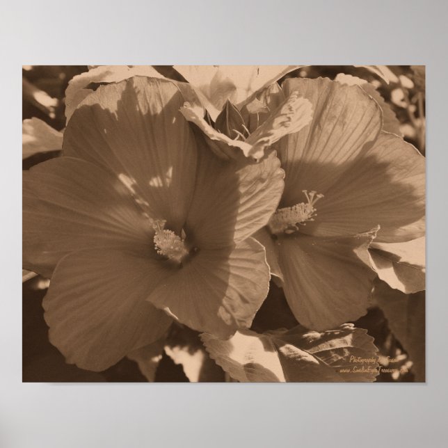 Sepia Hibiscus Flower Pair Poster (Framsidan)