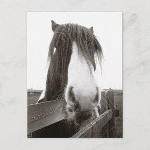 Sepia Horse Porträtt vykort