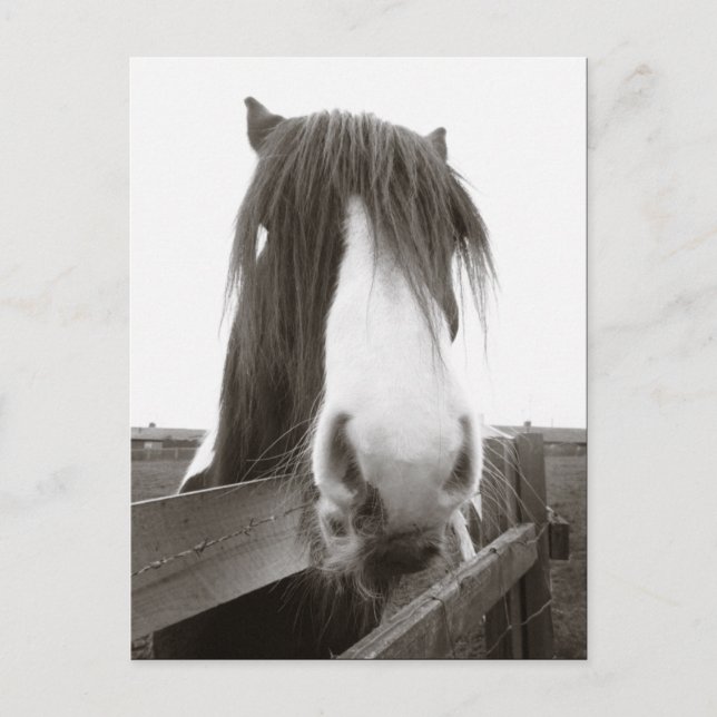 Sepia Horse Porträtt vykort (Framsida)