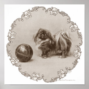 Sepia Pekingese Porträtt Poster
