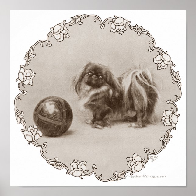 Sepia Pekingese Porträtt Poster (Framsidan)