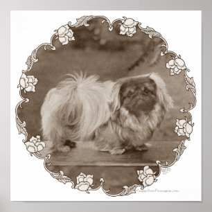 Sepia Pekingese Porträtt Poster