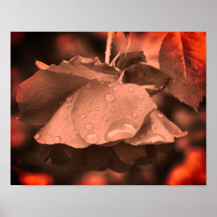 Sepia Ro och Raindrops Färg Tint Poster