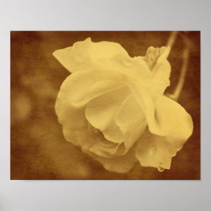 Sepia Ro with Raindrops Åldras Vintage look Poster