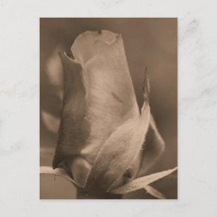 Sepia Rosenknopp Flower Photo Postcard Vykort