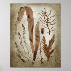 Sepia Sjögräs botaniskt tryckeri nr 2 Sjö House Ar Poster