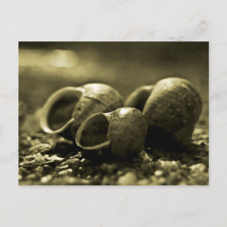 Sepia-Snäckor Vykort