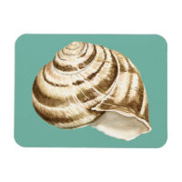 Sepia Stripe-Snäckan på skalet
